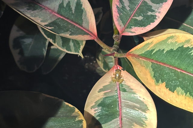 A small coquÍ frog in some beautiful foliage